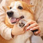 woman-cuts-dog-s-claws-brown-corgi-cute-pet-car-2022-09-15-22-15-10-utc